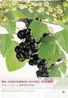 Ribes nigrum