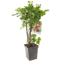 Ribes Quatrobes VP5 - afbeelding 2