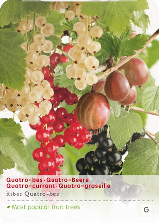 Ribes Quatrobes VP5 - afbeelding 1