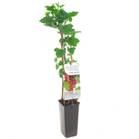 Ribes r. 'Jonkheer van Tets' - afbeelding 2