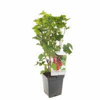 Ribes r. 'Jonkheer van Tets' - afbeelding 3