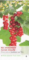 Ribes r. 'Jonkheer van Tets'