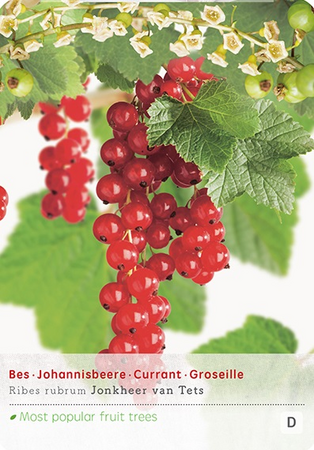 Ribes r. 'Jonkheer van Tets' - afbeelding 1