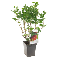 Ribes r. Rolan vp5 - afbeelding 2