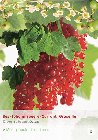 Ribes r. Rolan vp5 - afbeelding 1