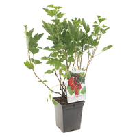 Ribes r. 'Rovada' - afbeelding 2