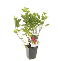 Ribes r. 'Rovada' - afbeelding 3
