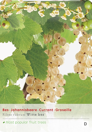 Ribes r. 'White Pearl' - afbeelding 1