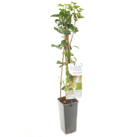 Ribes r. Witte Parel c2 h60cm - afbeelding 2