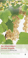 Ribes r. Witte Parel c2 h60cm