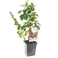 Ribes/Rubus fruitkwartet - afbeelding 2