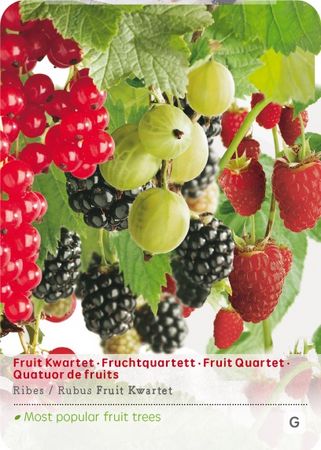Ribes/Rubus fruitkwartet - afbeelding 1