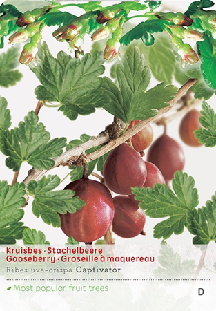 Ribes u.-c. 'Captivator' - afbeelding 1