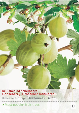 Ribes u.-c. 'Hinnonmäki Grön' - afbeelding 1