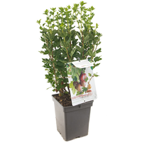 Ribes u.-c. 'Hinnonmäki Röd' - afbeelding 2