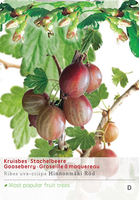 Ribes u.-c. 'Hinnonmäki Röd'