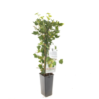 Ribes uva cr. Hinn gron c2 h60cm - afbeelding 2