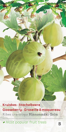 Ribes uva cr. Hinn gron c2 h60cm - afbeelding 1