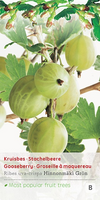 Ribes uva cr. Hinn gron c2 h60cm