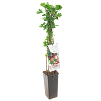 Ribes uva cr. Hinnonm rod c2 h60cm - afbeelding 2