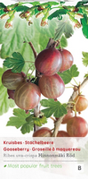 Ribes uva cr. Hinnonm rod c2 h60cm