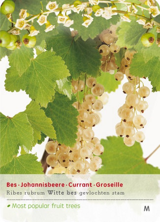 Ribes 'Witte bes'