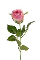 Roosbot l55cm roze