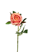 Roosbot l57cm zalmroze