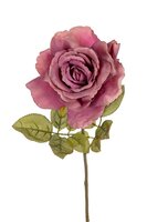 Roossteel l65cm mauve