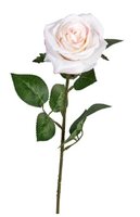 Roossteel l66cm beige