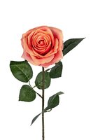 Roossteel l66cm koraal