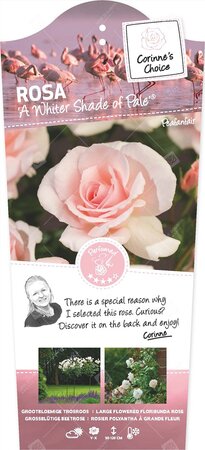 Rosa A Whiter Shade of Pale C3RP