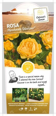 Rosa Absolutely Fabulous C3RP