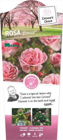 Rosa 'Bonica'® - afbeelding 1