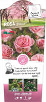 Rosa 'Bonica'®