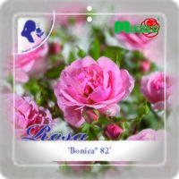 Rosa 'Bonica'® - afbeelding 2