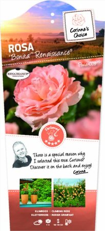 Rosa 'Bonita'(TM) Renaissance® - afbeelding 1