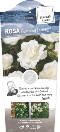 Rosa Climbing Iceberg stok100 C3RP
