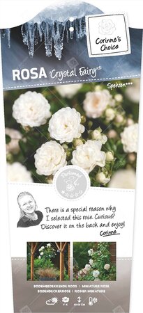 Rosa Crystal Fairy  C3RP