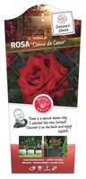 Rosa 'Dame de Coeur'