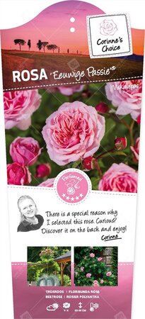 Rosa Eeuwige Passie C3RP