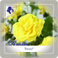 Rosa 'Friesia'® - afbeelding 2