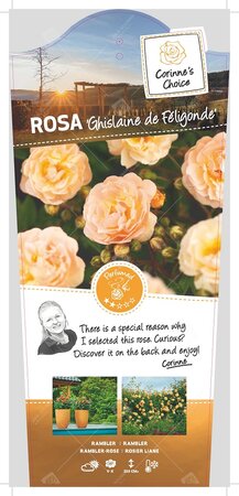 Rosa Ghislaine Felig. stok100 C3RP