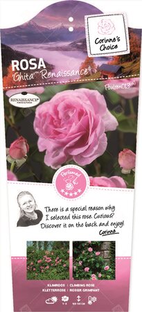 Rosa Ghita stok100 C3RP