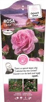 Rosa Ghita stok100 C3RP