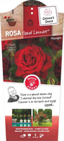 Rosa 'Graaf Lennart'®