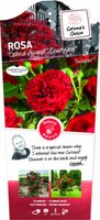 Rosa 'Grand Award'(TM) Courtyard®
