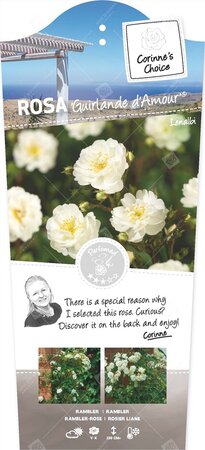 Rosa Guirlande Amour stok100 C3RP