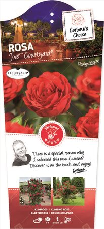 Rosa Jive stok100 C3RP