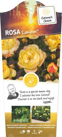 Rosa 'Lampion'®pot 24, stam 60